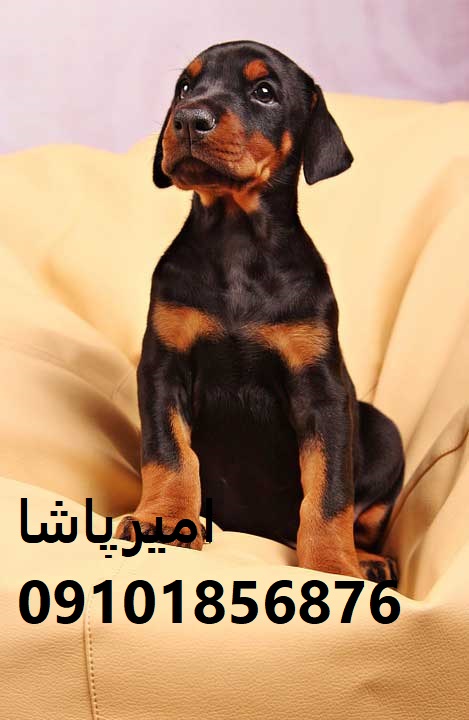 فروش سگ دوبرمن اصیل در مجموعه امیرپاشا | محمدشهر - بهترین نگهبان و دوست وفادار!