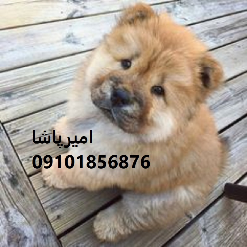 خرید یک سگ با شخصیت منحصربه‌فرد — با قرارداد رسمی