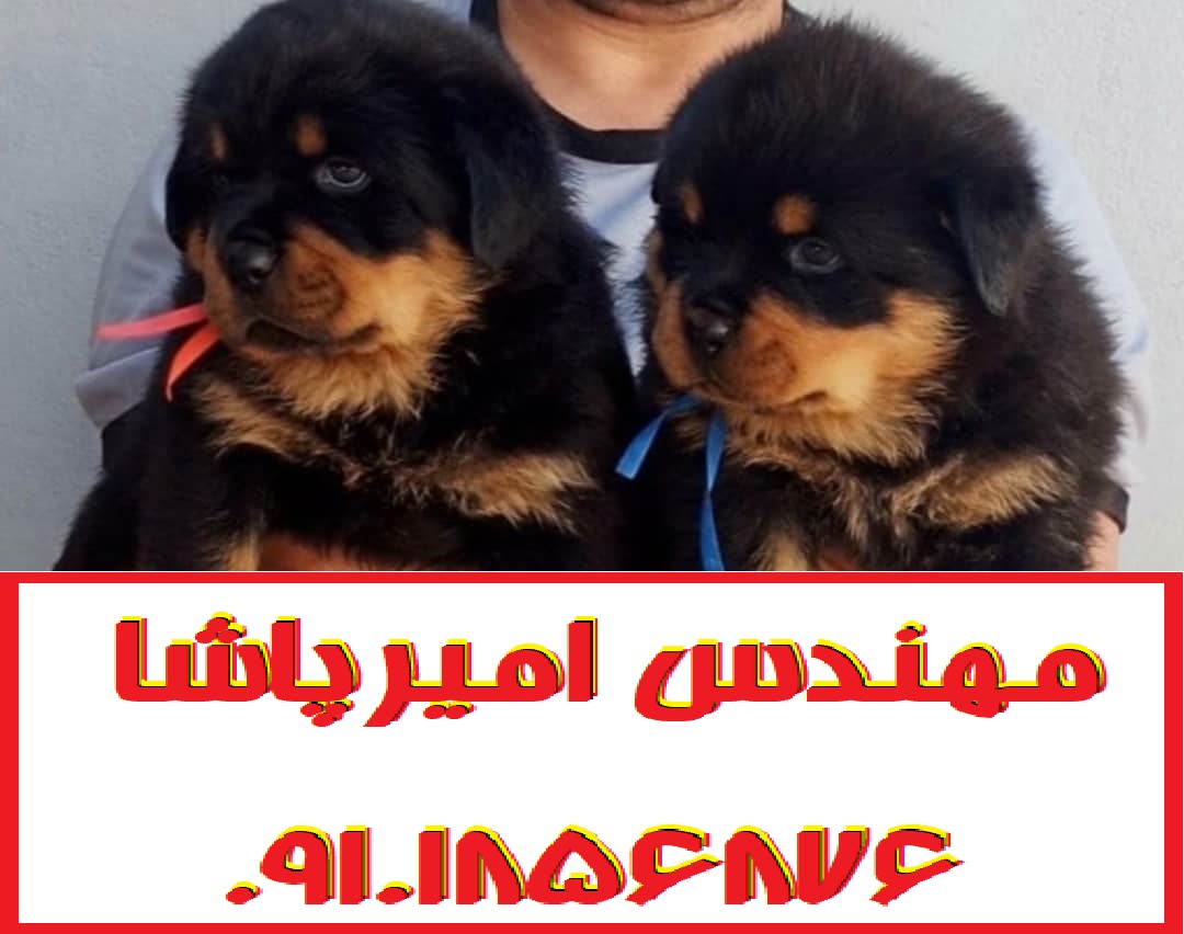 فروش توله سگ روتوایلر اصیل | مجموعه امیرپاشا در محمدشهر - نگهبان قوی و وفادار!