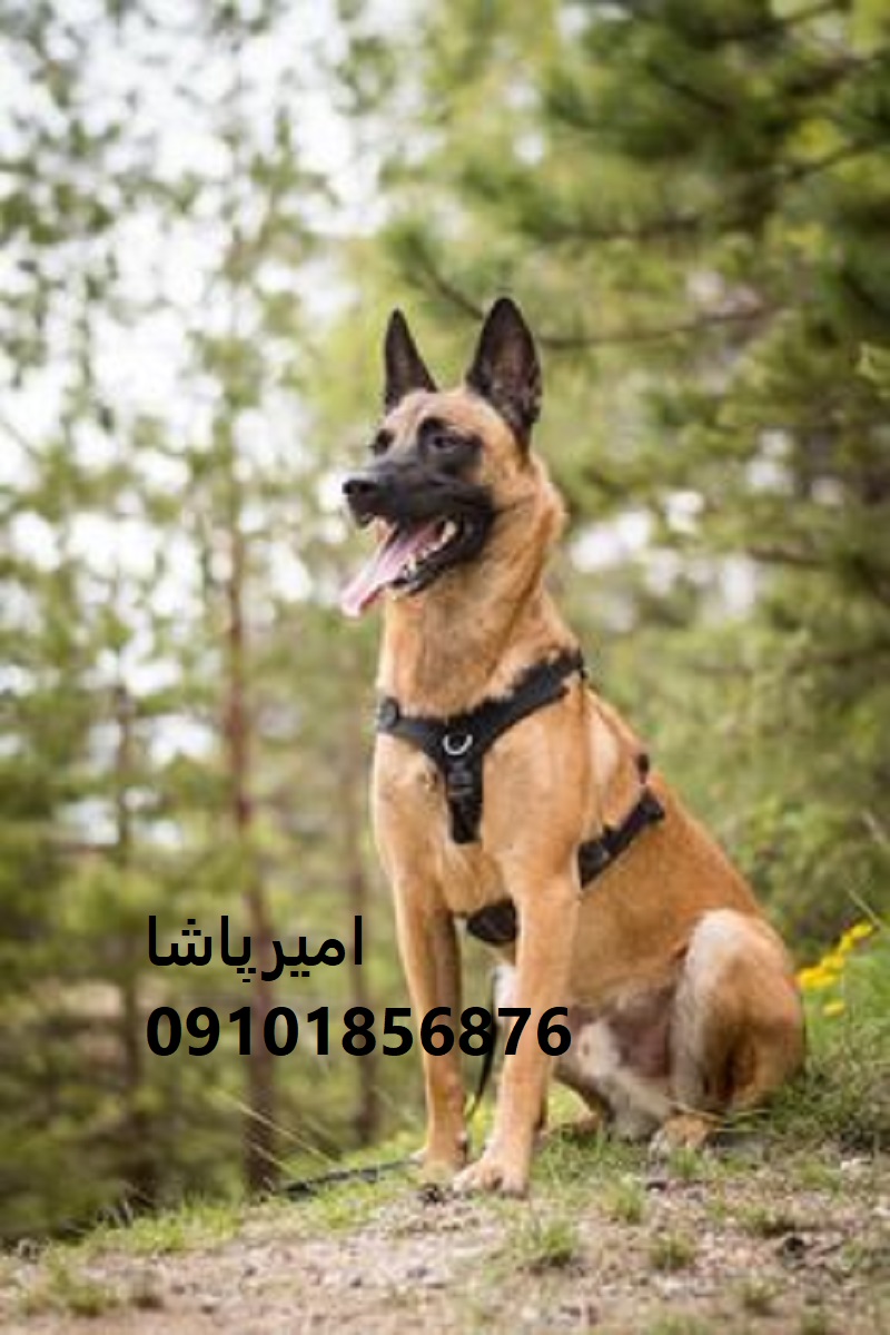 خرید یک مالینویز اصیل، هوشمند و آموزش‌دیده — با قرارداد رسمی 
