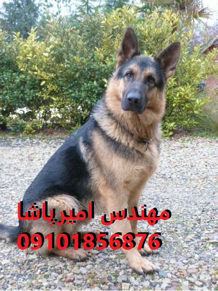 فروش سگ ژرمن شیپرد اصیل در مجموعه امیرپاشا | محمدشهر - بهترین همراه وفادار شما!