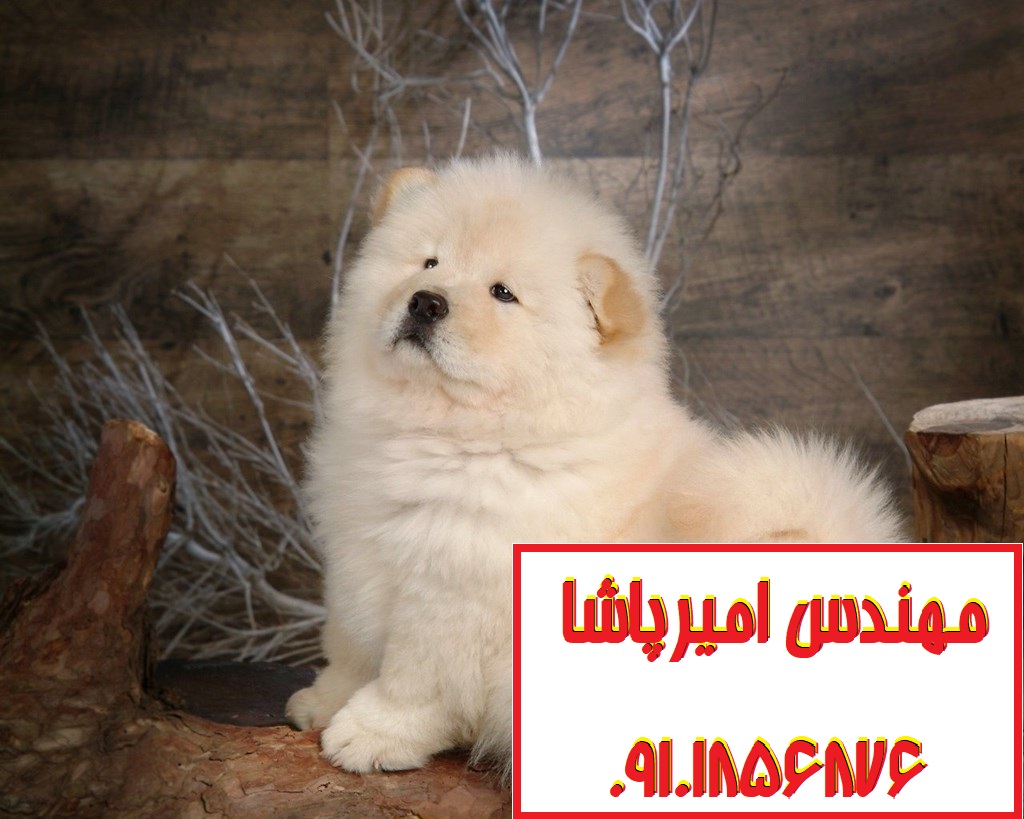 فروش توله سگ چاوچاو اصیل در مجموعه امیرپاشا - بهترین انتخاب برای دوست‌داران این نژاد!