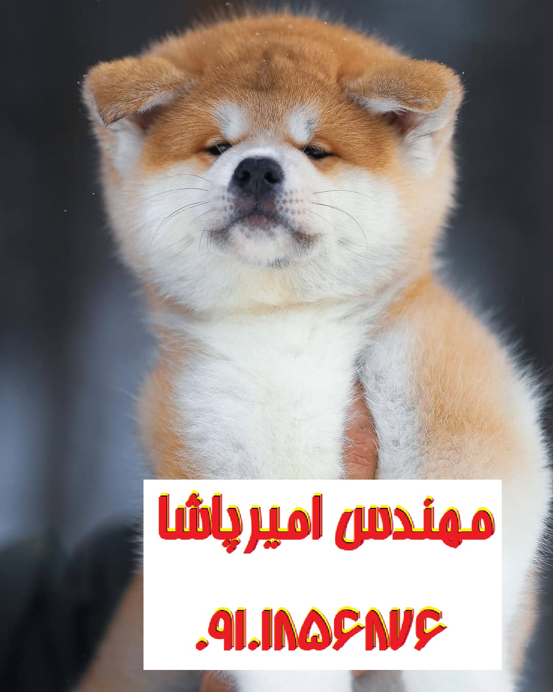 فروش توله سگ آکیتا ژاپنی اصیل | مجموعه امیرپاشا در محمدشهر - وفاداری و زیبایی در یک نژاد!