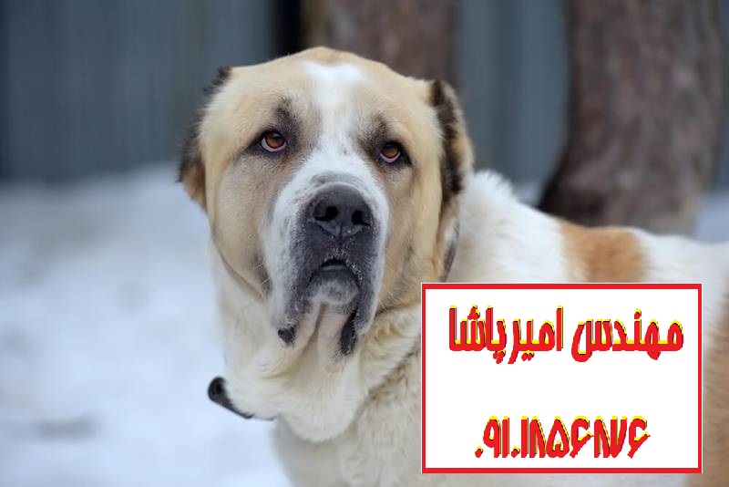 فروش توله سگ آلابای اصیل | مجموعه امیرپاشا در محمدشهر - بهترین انتخاب برای امنیت و همراهی!
