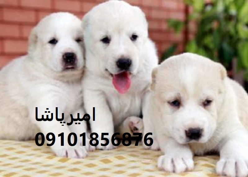 خرید تخصصی سگ آلابای اصیل تنها مجموعه مجوزدار ایران — امیرپاشا کرج