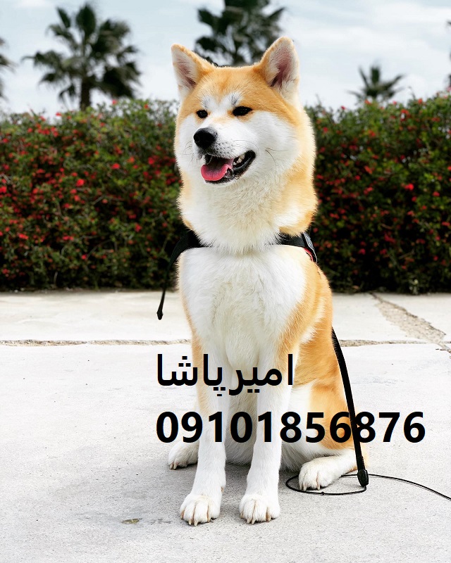 توله آکیتای  نمادی از وفاداری، عزت‌نفس در محمدشهر