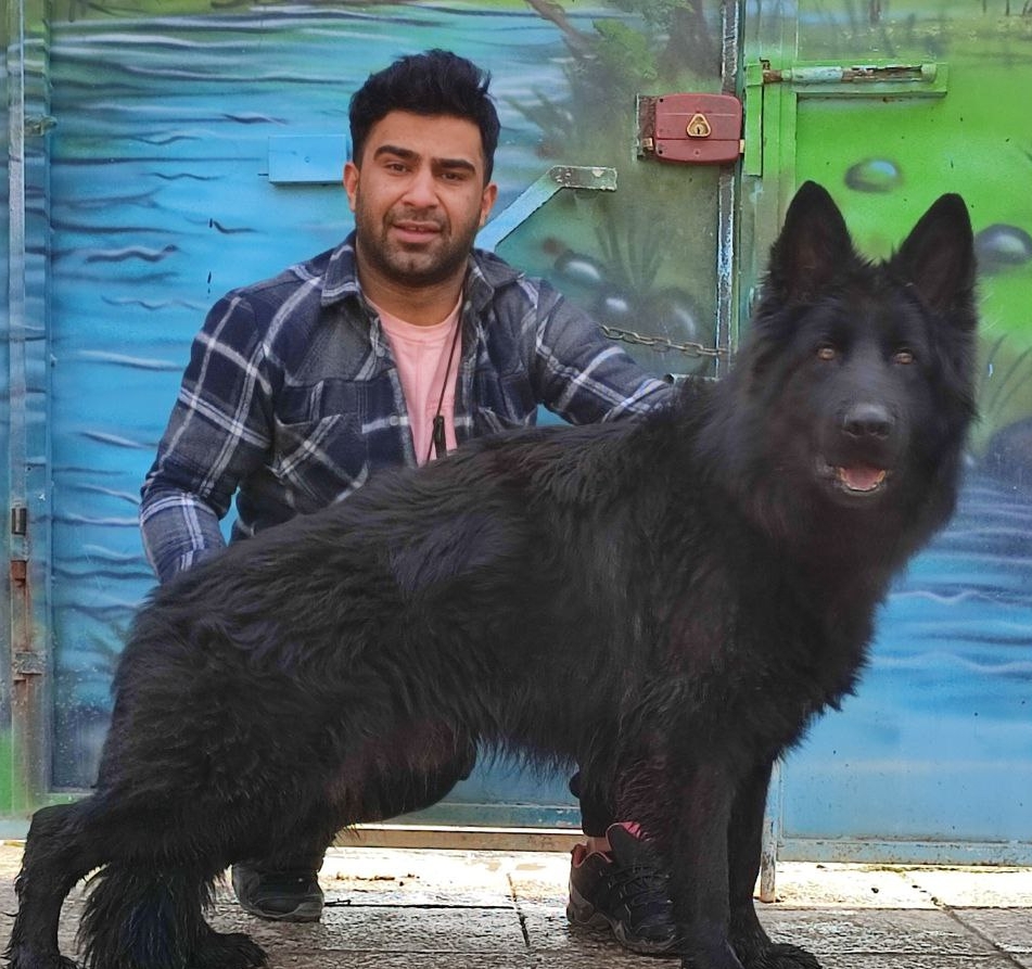 ژرمنشپرد مشکی فروش سگ ژرمن بلک