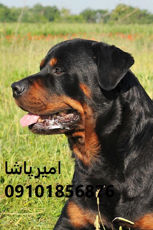 عرضه و فروش رسمی سگ نژاد روتوایلر (اروپایی و آمریکایی)در محمدشهر