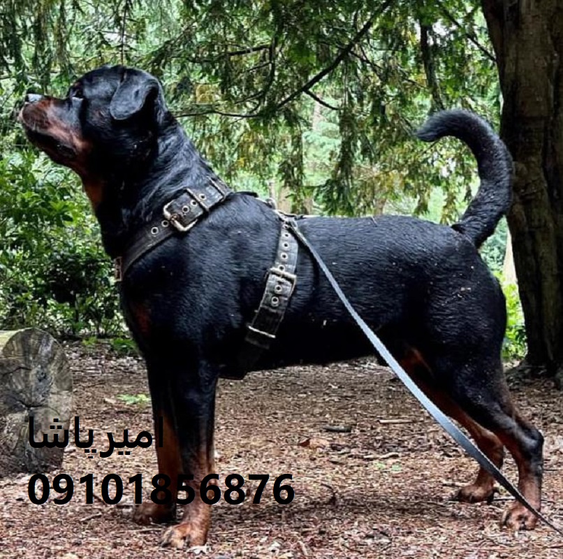 روتوایلرِ قوی برای امنیت، آرام برای خانواده در محمدشهر