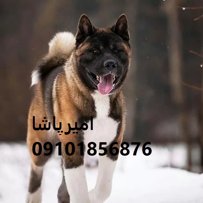 فروش توله سگ آکیتا ژاپنی اصیل در مجموعه امیرپاشا | محمدشهر - نگهبان وفادار و با شخصیت!