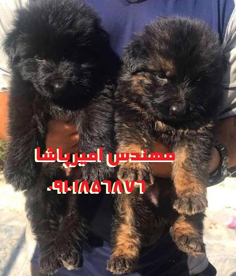 خرید توله سگ ژرمن شپرد با اصالت | مجموعه امیرپاشا در محمدشهر - همراهی وفادار و شجاع!