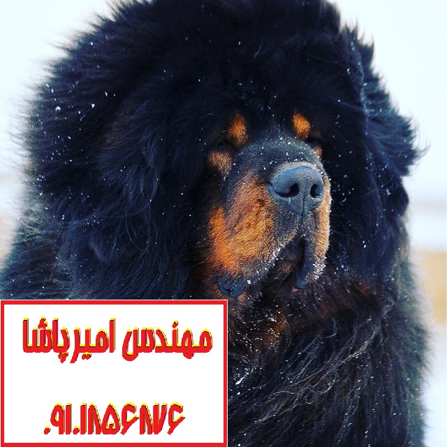 فروش سگ تبت اصیل در مجموعه امیرپاشا | محمدشهر - نگهبان وفادار و دوست‌داشتنی