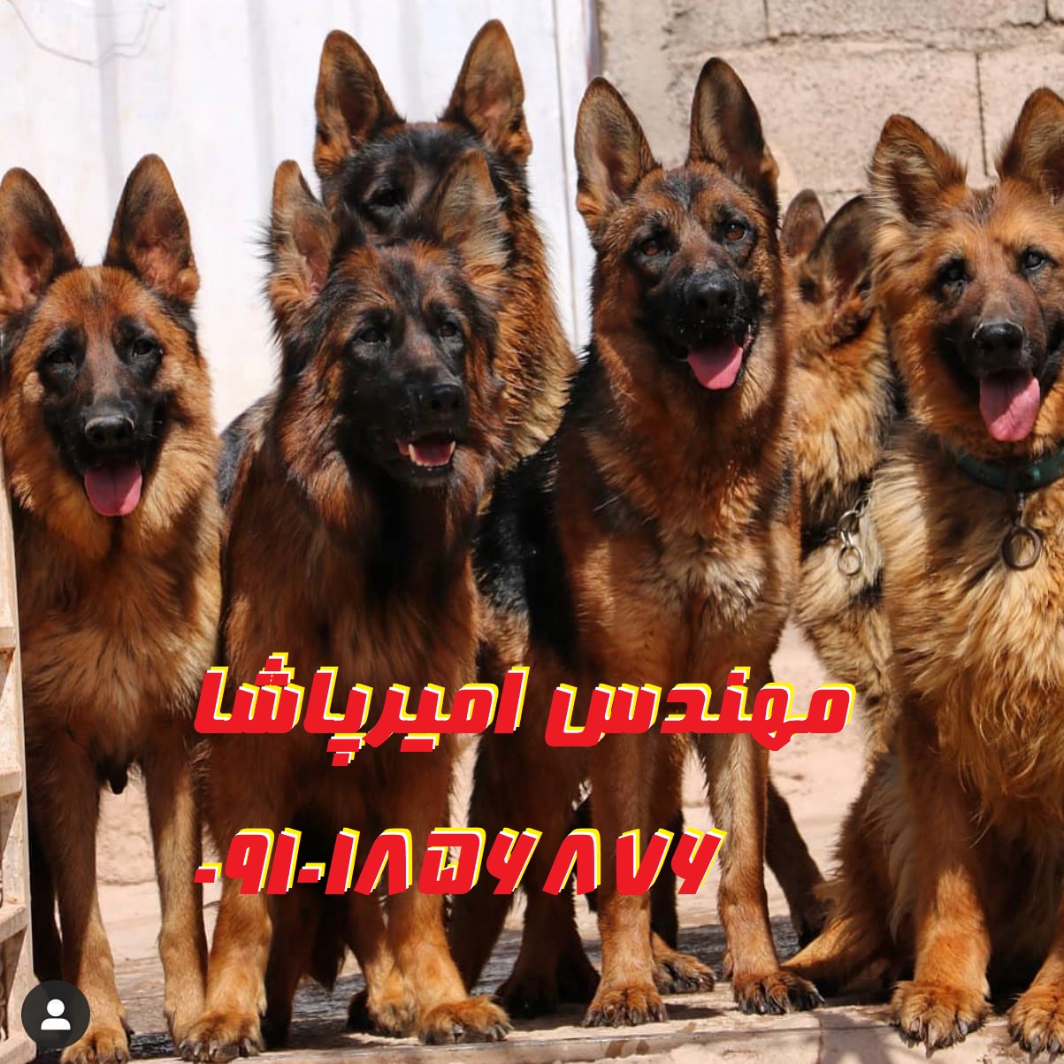 فروش توله سگ ژرمن شپرد اصیل | مجموعه امیرپاشا در محمدشهر - رفیق وفادار و نگهبان مطمئن!