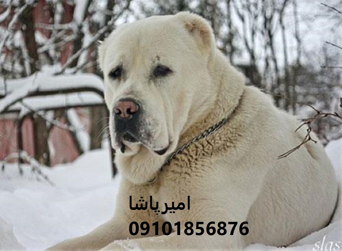 توله آلابای روسِ — غولی با قلب مهربون، نگهبانی بی‌سروصدا در محمدشهر