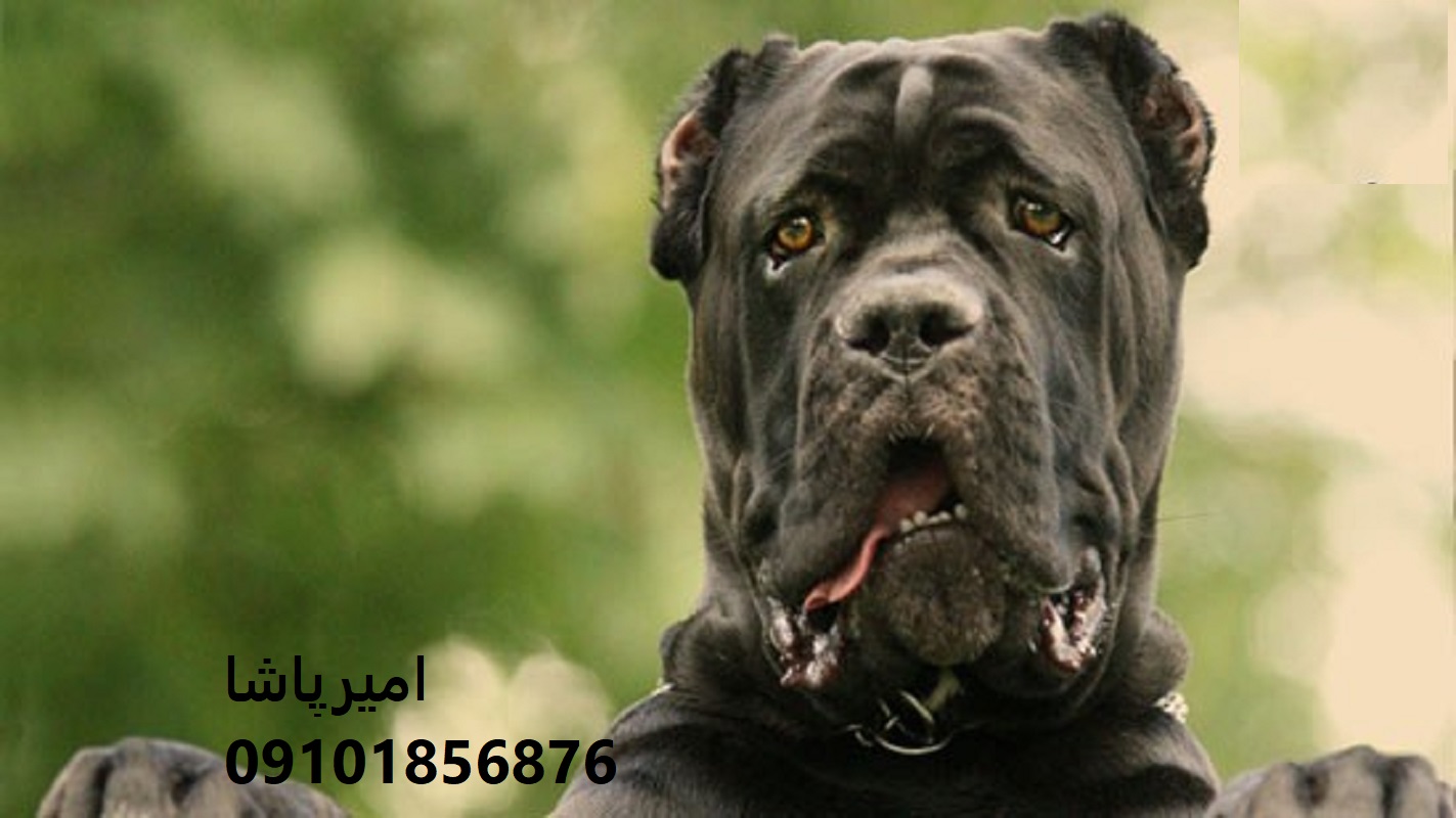 توله کن کورسوی شیری با قلبِ وفادار، نگهبانی باشکوه در محمدشهر