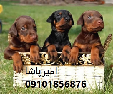 فروش توله سگ دوبرمن اصیل در مجموعه امیرپاشا - بهترین نگهبان و دوست وفادار!
