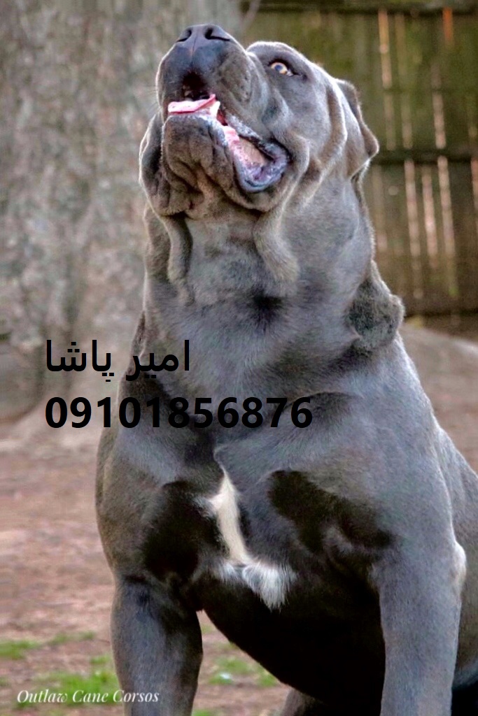 فروش توله سگ کن کورسو اصیل در مجموعه امیرپاشا | نگهبانی وفادار و دوست‌داشتنی!