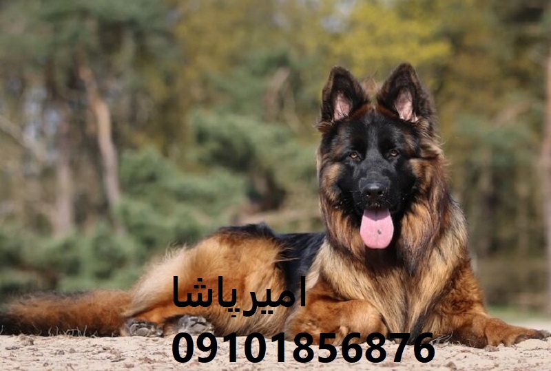 ژرمن شپرد اصیل، واکسینه و آموزش‌دیده— امیرپاشا، تنها مجموعه مجوزدار ایران