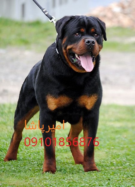 🐕🦺 روتوایلر اصیل اروپایی و آمریکایی — واکسینه ✅ آموزش دیده 🎯 قرارداد رسمی 📜 — تنها مجموعه مجوزدار ایران: امیرپاشا | ارسال به تمام نقاط کشور