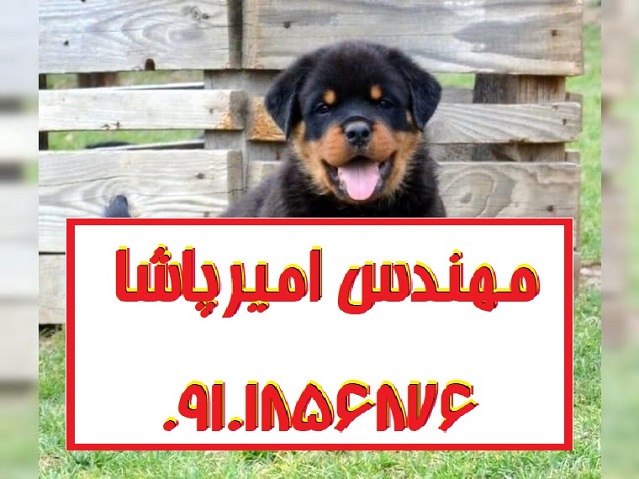 فروش سگ روتوایلر اصیل در مجموعه امیرپاشا | محمدشهر - بهترین نگهبان و دوست وفادار!