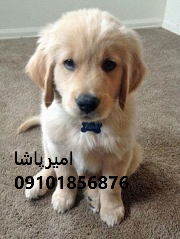 توله گلدن رتریورِ دوستِ همه، همراهِ خانواده در محمدشهر
