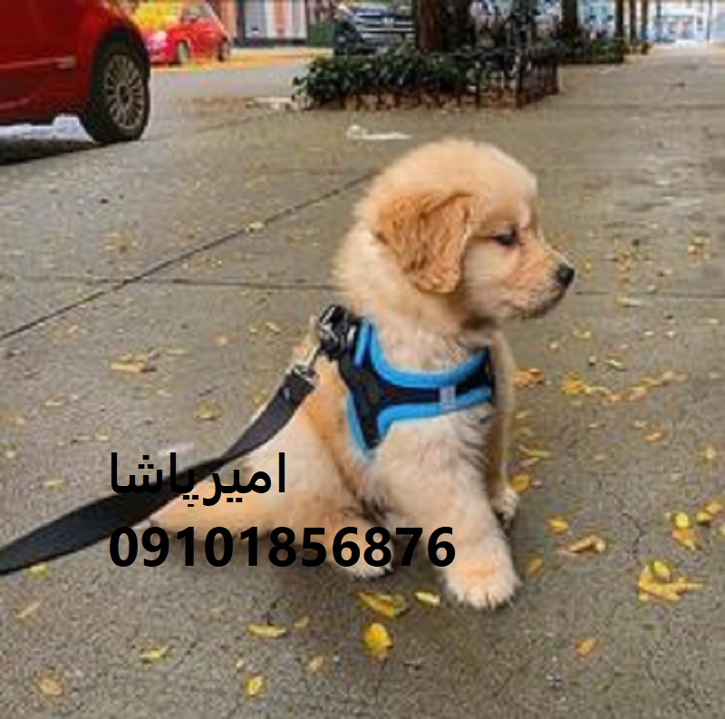 خرید یک سگ سالم، اصیل و سازگار با خانواده+ پشتیبانی مادام‌العمر