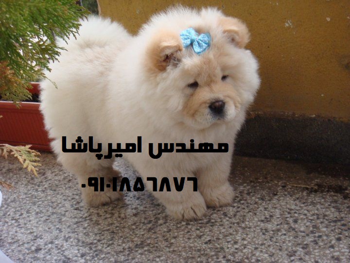 فروش سگ چاوچاو اصیل | مجموعه امیرپاشا در محمدشهر - همراهی مهربان و باوقار