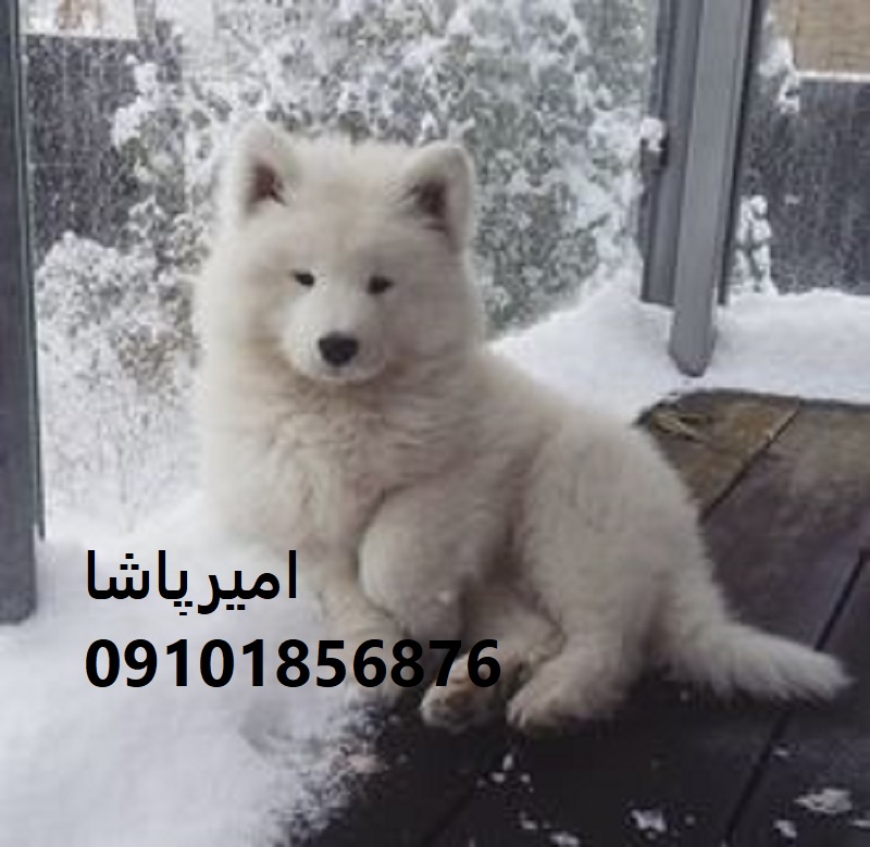 انتخاب یک سگ سامویید سالم، اصیل و سازگار با خانواده