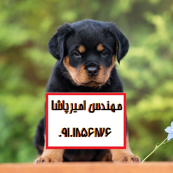 فروش توله سگ روتوایلر اصیل در مجموعه امیرپاشا - همراهی وفادار و نگهبانی قوی!
