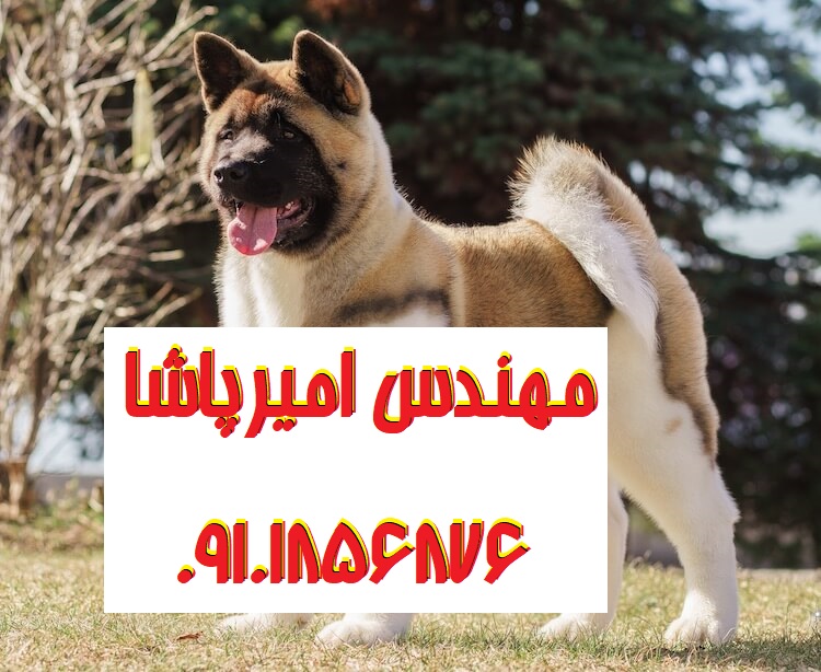 فروش توله سگ آکیتا آمریکایی اصیل در مجموعه امیرپاشا | محمدشهر - نگهبان وفادار و شجاع!