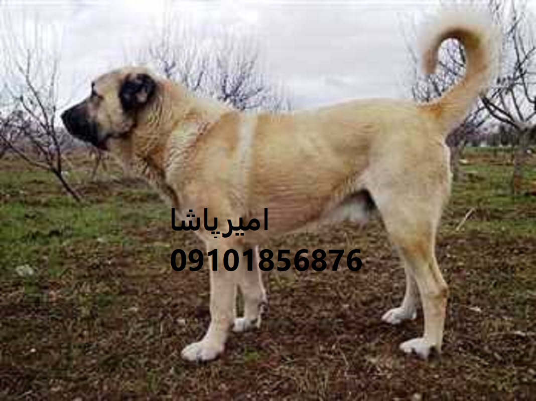 فروش  سرابی اصیل ایرانی — نگهبانِ بومیِ خانه، مزرعه و کویر در محمدشهر