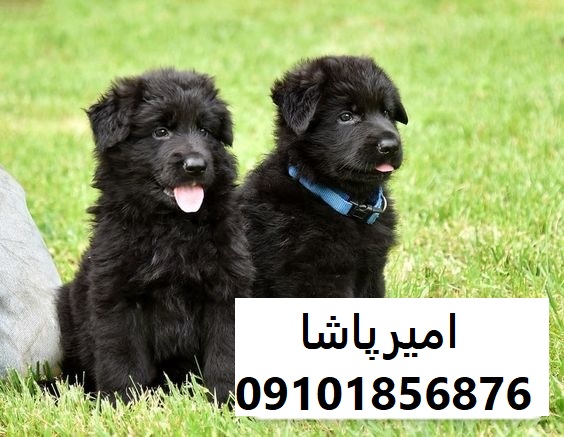 فروش سگ ژرمن بلک اصیل در مجموعه امیرپاشا | محمدشهر - همراه وفادار و نگهبانی قوی!