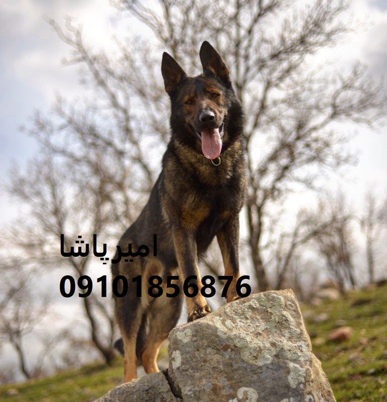 توله ژرمن شپردِ ما همراهی برای خانواده، گاردی برای امنیت در محمدشهر