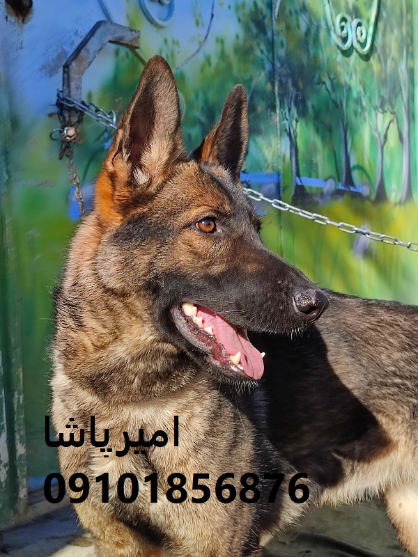 فروش ژرمن شپردِ هم گاردِ وفادار، هم همراهِ خانواده، هم شریکِ ورزشی در محمدشهر