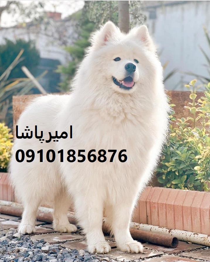فروش توله سگ سامویید اصیل | مجموعه امیرپاشا در محمدشهر - همراهی شاداب، مهربان و زیبا!
