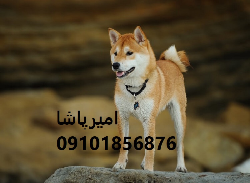 یک سگ با شخصیت قوی، سالم و اصیل — آموزش + قرارداد رسمی