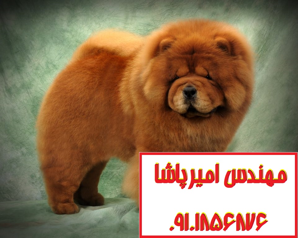 فروش سگ چاوچاو اصیل در مجموعه امیرپاشا | محمدشهر - همراهی وفادار و زیبای شما!