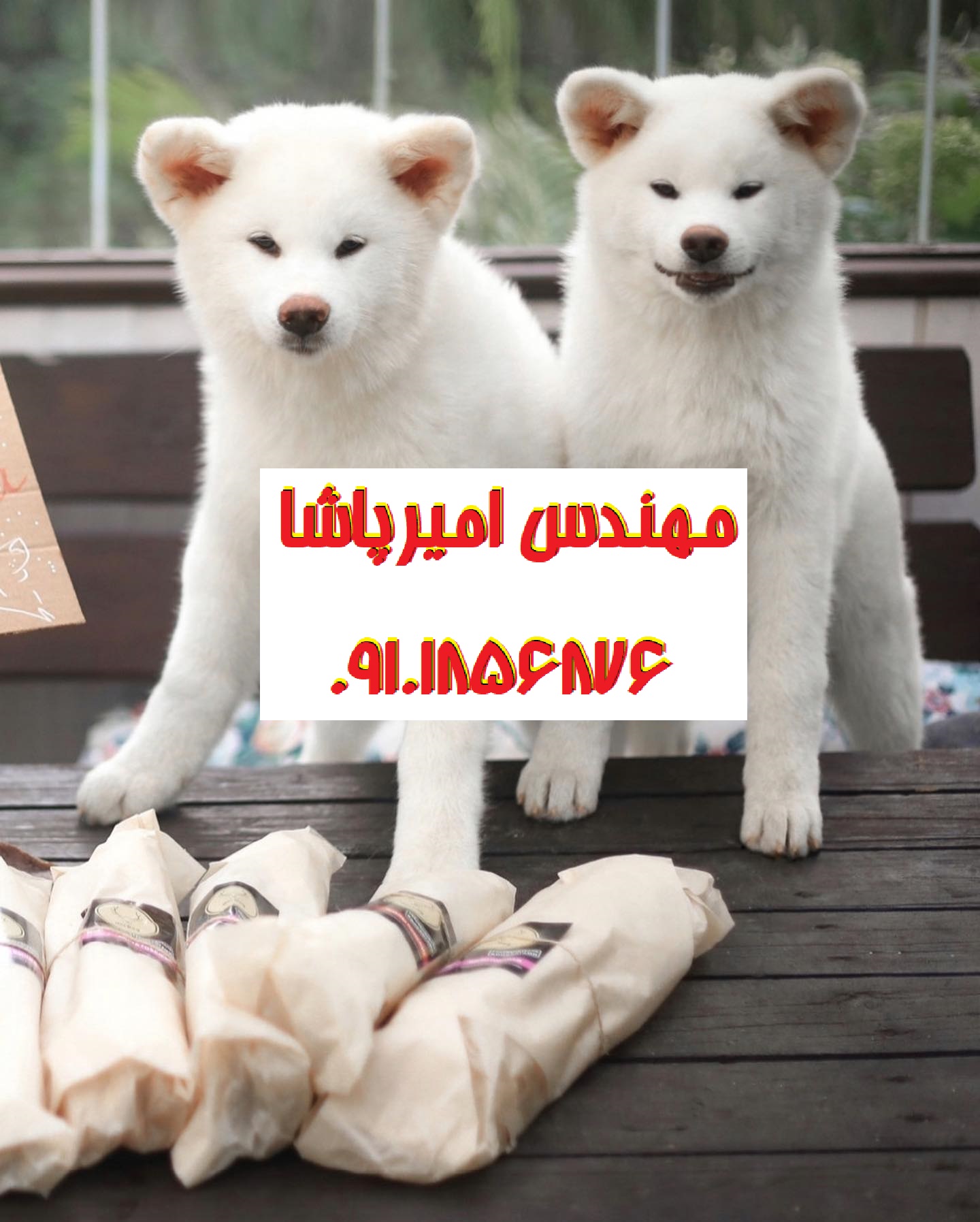 فروش توله سگ آکیتا آمریکایی اصیل | مجموعه امیرپاشا در محمدشهر - وفاداری و قدرت در یک نژاد!