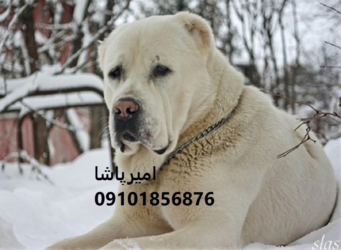 فروش آلابای اصیل ترکمن — نگهبانِ غولپیکرِ در محمدشهر