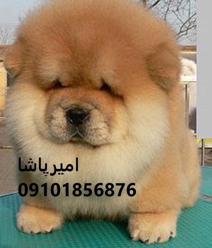 توله چاوچاوِ با چین‌های باشکوه، قلبی مهربان و شخصیتی مستقل در محمدشهر