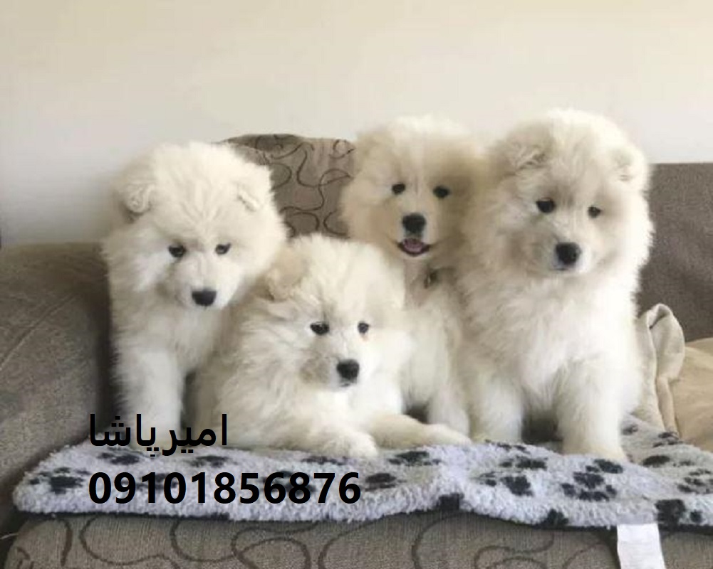 فروش ساموییدِ—پشمالوی سفید، قلب مهربون و همراهی وفادار در محمدشهر