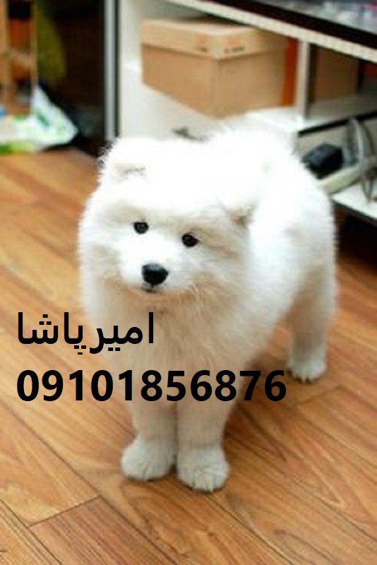 توله ساموییدِ لبخندی زنده برای خانواده در محمدشهر