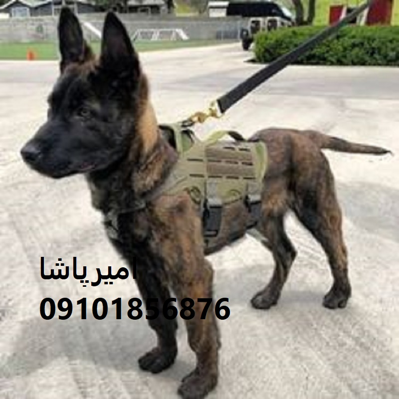 توله مالینویزِ هوشِ عملیاتی، وفاداریِ بی‌قید در محمدشهر