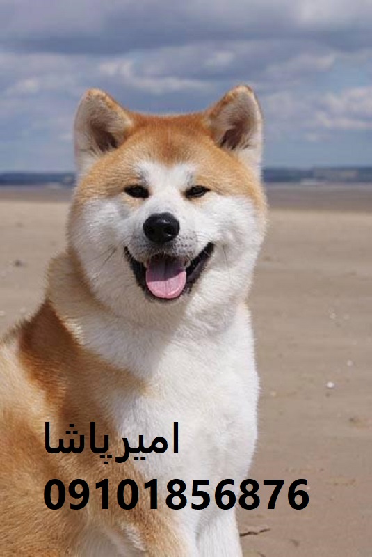 آکیتای ژاپنی اصیل — با شخصیت شاهانه در محمدشهر