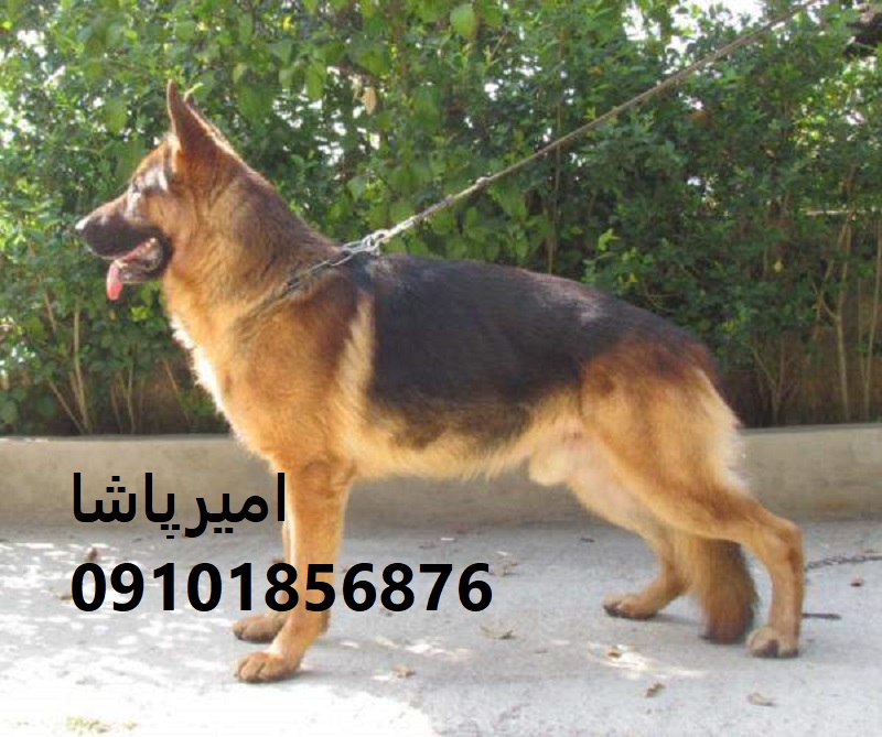 🐕‍🦺 ژرمن شپردِ آماده کار داریم! ورک لاین + موبلند + کلاسیک