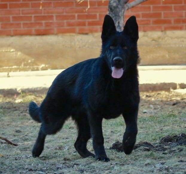 سگ ژرمنشپرد 