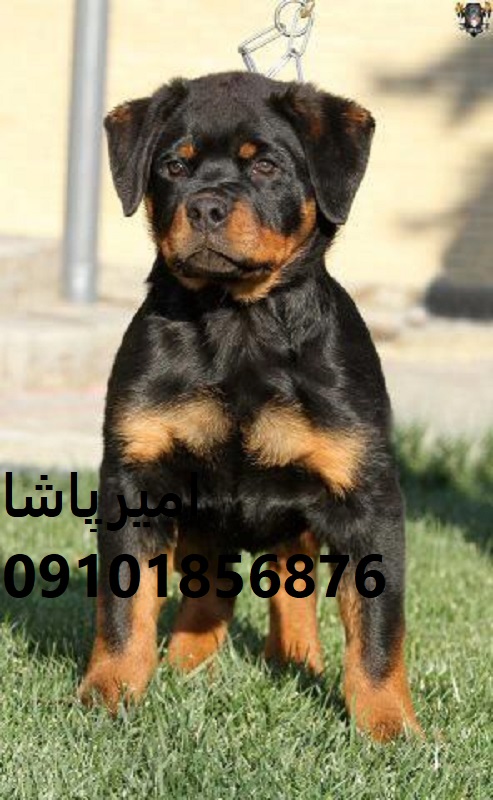 فروش روتوایلرِ عملیاتی — اصیل (اروپایی/آمریکایی)در محمدشهر