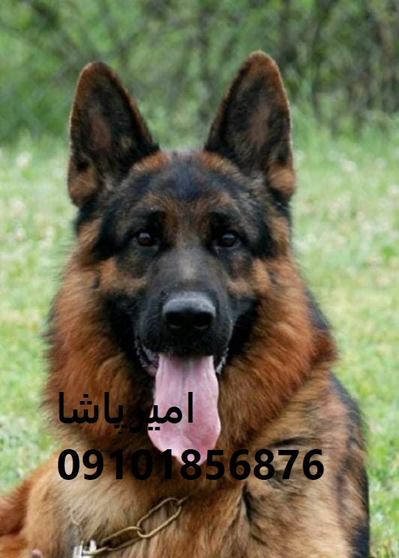 عرضه و فروش رسمی سگ نژاد ژرمن شپرد در محمدشهر