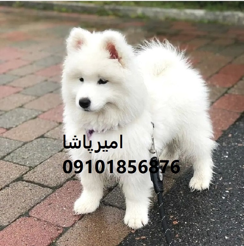 توله سگ ساموییدِ سفیدِ لبخند در محمدشهر