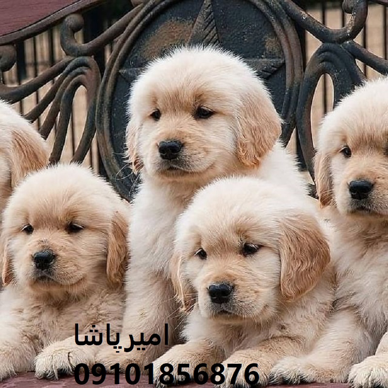 🐾 گلدن رتریورِ دوست‌داشتنیِ ما — آمادهٔ همراهی، درمان و عضویت در خانواده